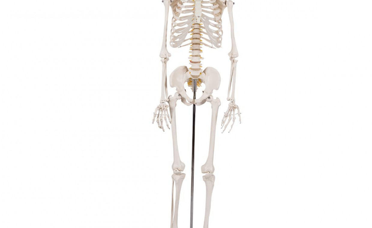 Renginių prekių nuoma, Žmogaus skeleto modelis nuoma, Vilnius