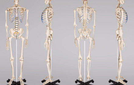 Žmogaus skeletas
